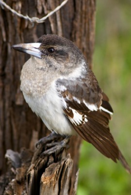 butcherbird