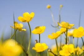 buttercup