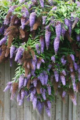 butterfly bush