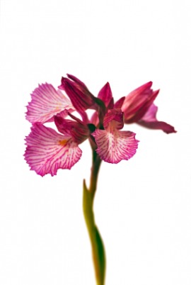 butterfly orchid