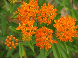 butterfly weed