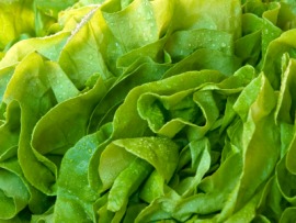 butterhead lettuce