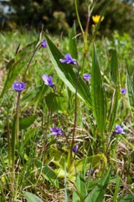 butterwort