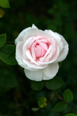 cabbage rose