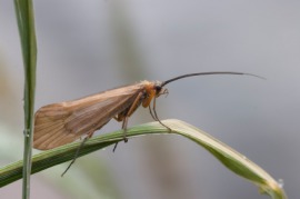 caddis fly
