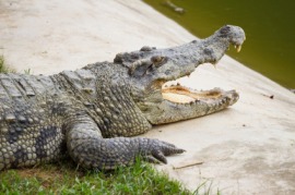 caiman