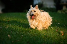 cairn terrier