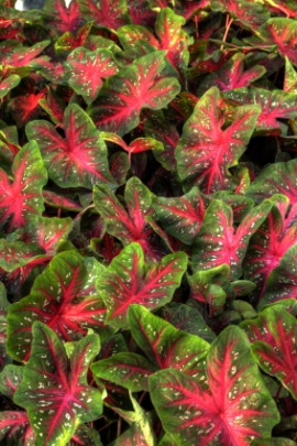 caladium