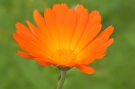 calendula