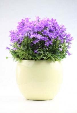 campanula