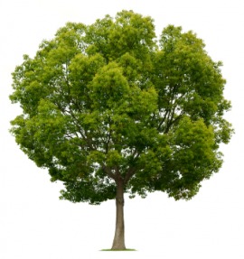 camphor tree