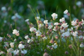 campion