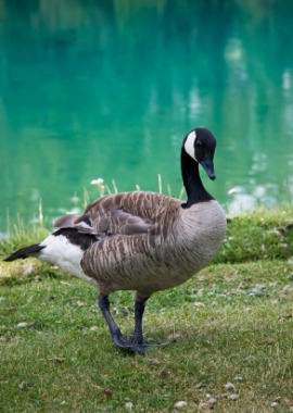 Canada goose