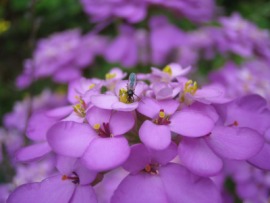 candytuft