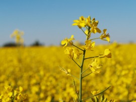 canola (oil)