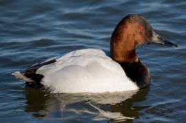 canvasback