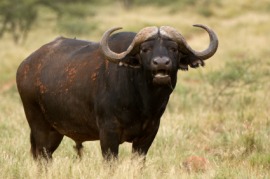 Cape buffalo