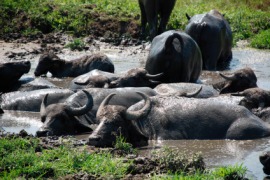 carabao