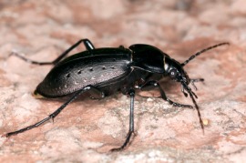 carabid