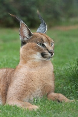 caracal