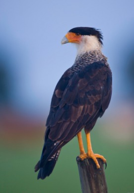 caracara