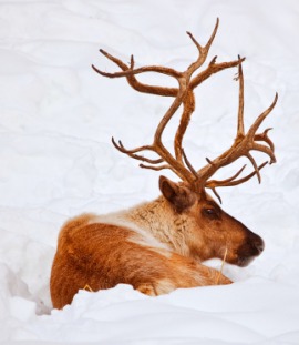 caribou