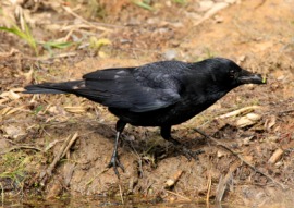 carrion crow
