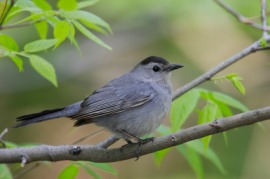 catbird