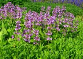 catmint