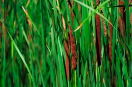 cattail