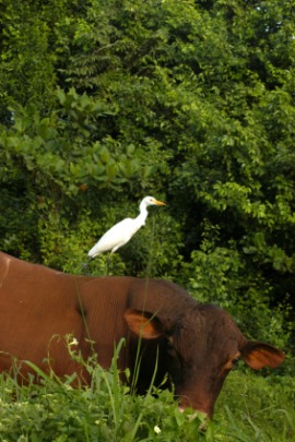 cattle egret