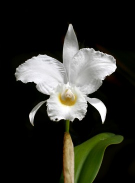 cattleya