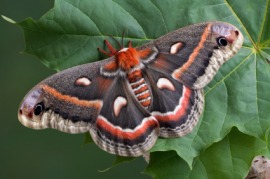 cecropia moth