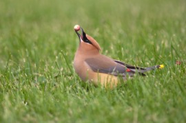 cedar waxwing