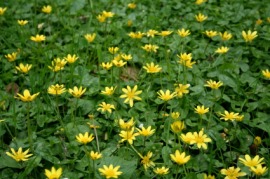 celandine