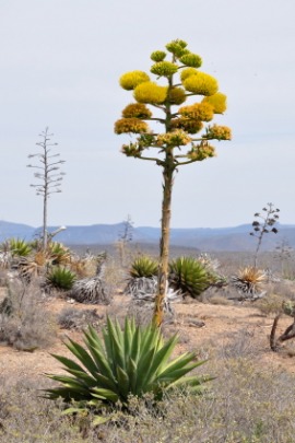 century plant