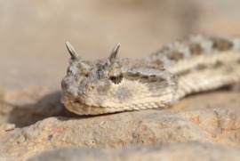 cerastes