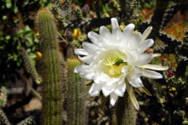 cereus