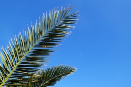 cerulean