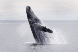 cetacean
