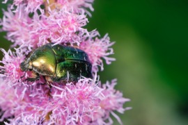 chafer
