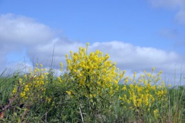 charlock