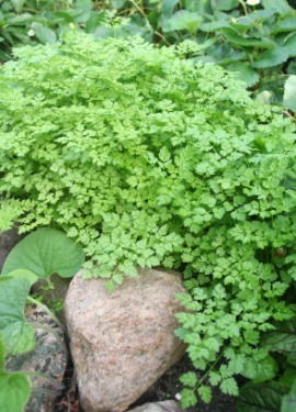chervil