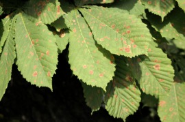 chestnut blight