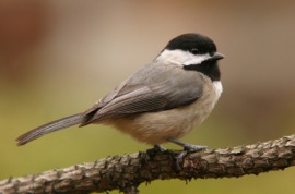 chickadee
