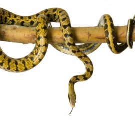 chicken snake