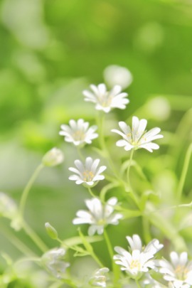 chickweed