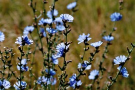 chicory
