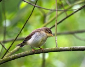 chiffchaff
