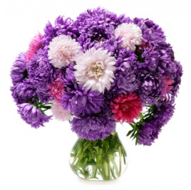 China aster